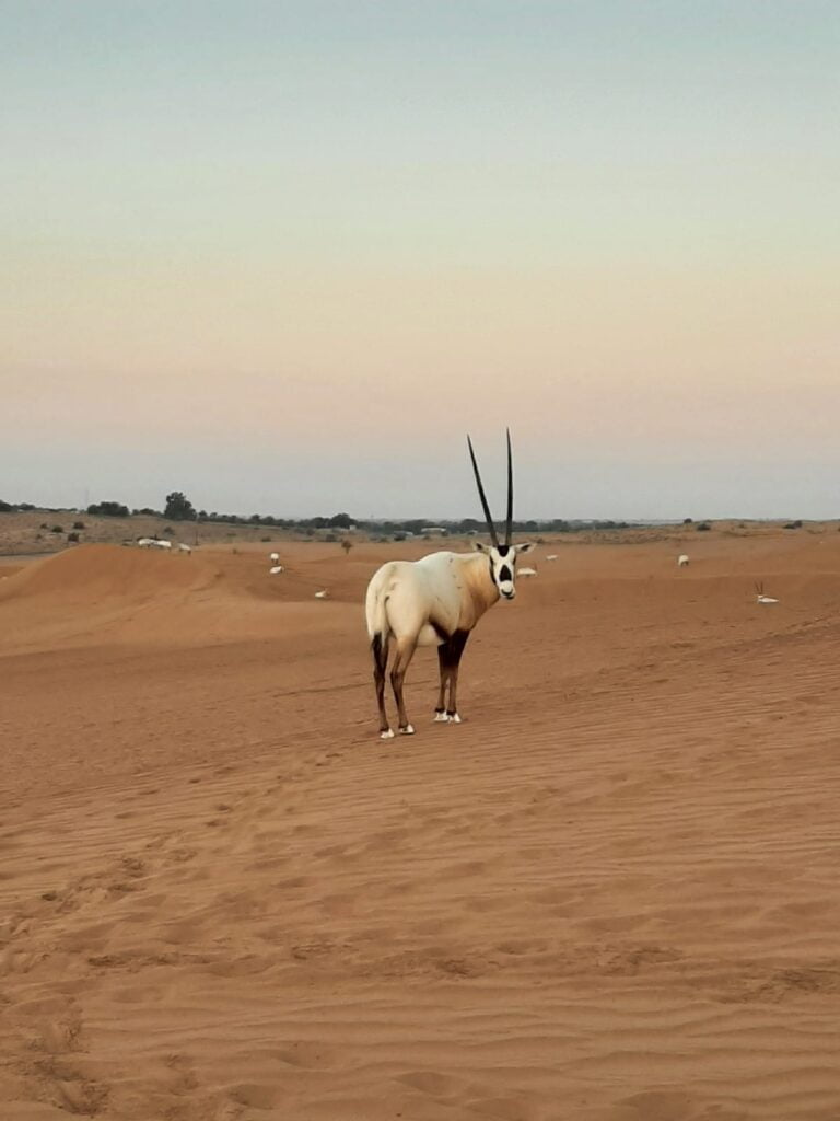 Oryx