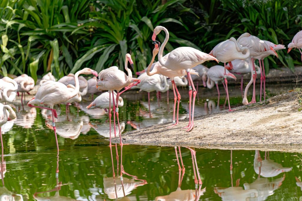 Dubai places to visit for free - Ras Al Khor Wildlife Sanctuary